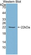 TIMP1 Antibody - Western Blot;Sample: Recombinant TIMP1, Human.