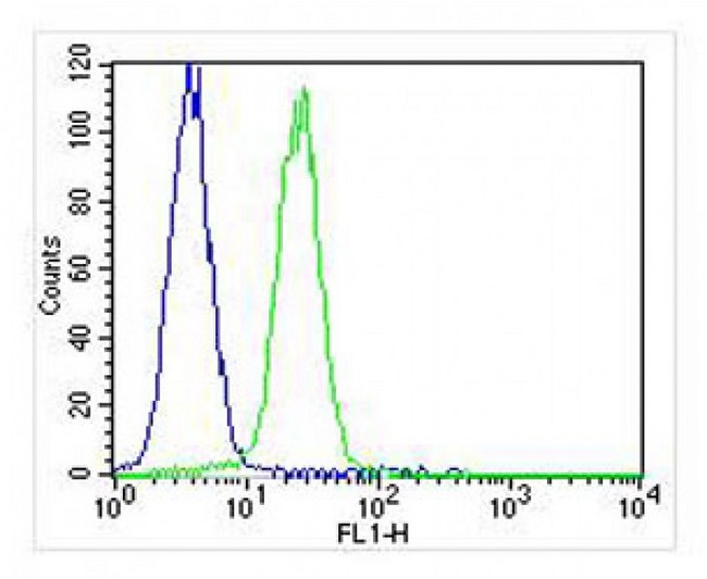 TIMP2 Antibody - Overlay histogram showing K562 cells stained with antibody (green line). The cells were fixed with 2% paraformaldehyde (10 min) and then permeabilized with 90% methanol for 10 min. The cells were then incubated in 2% bovine serum albumin to block non-specific protein-protein interactions followed by the antibody (antibody, 1:25 dilution) for 60 min at 37°C. The secondary antibody used was Goat-Anti-Mouse IgG, DyLight 488 Conjugated Highly Cross-Adsorbed at 1:400 dilution for 40 min at 37°C. Isotype control antibody (blue line) was mouse IgG1 (1ug/1x10^6 cells) used under the same conditions. Acquisition of >10, 000 events was performed.