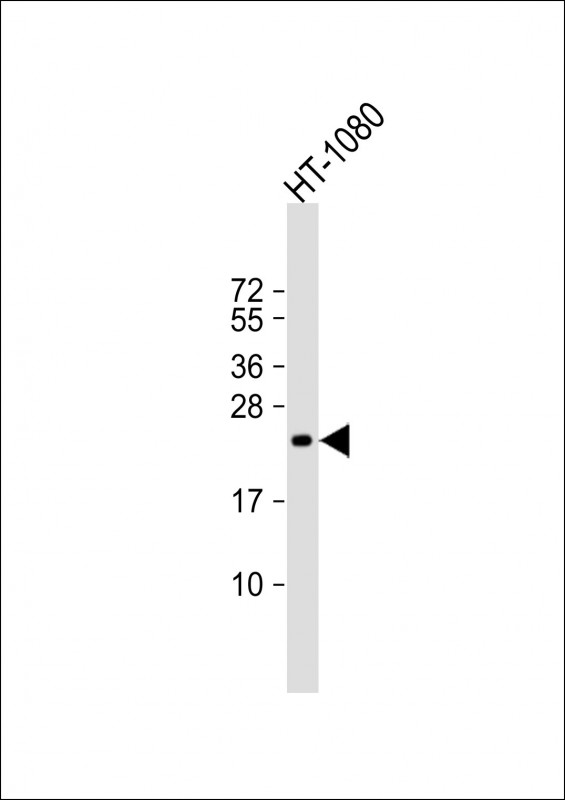 TIMP2 Antibody - Anti-TIMP2 Antibody at 1:2000 dilution + HT-1080 whole cell lysate Lysates/proteins at 20 ug per lane. Secondary Goat Anti-mouse IgG, (H+L), Peroxidase conjugated at 1:10000 dilution. Predicted band size: 24 kDa. Blocking/Dilution buffer: 5% NFDM/TBST.