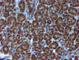 TIMP2 Antibody - IHC of paraffin-embedded Human pancreas tissue using anti-TIMP2 mouse monoclonal antibody.