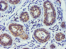 TIMP2 Antibody - IHC of paraffin-embedded Human breast tissue using anti-TIMP2 mouse monoclonal antibody.