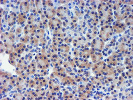TIMP2 Antibody - IHC of paraffin-embedded Human pancreas tissue using anti-TIMP2 mouse monoclonal antibody.