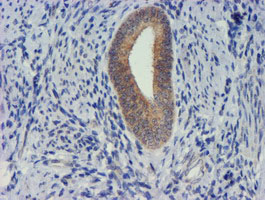 TIMP2 Antibody - IHC of paraffin-embedded Human endometrium tissue using anti-TIMP2 mouse monoclonal antibody.