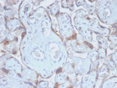 TIMP2 Antibody - Formalin-fixed, paraffin-embedded human Placenta stained with TIMP2 Rabbit Recombinant Monoclonal Antibody (TIMP2/2488R).