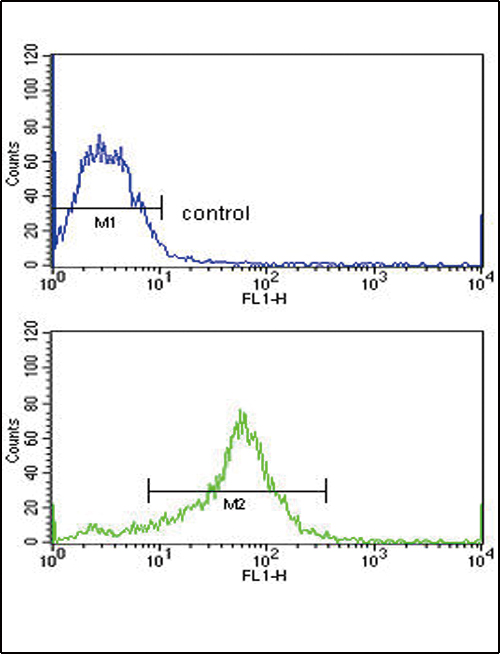 TIMP3 Antibody - TIMP3 Antibody flow cytometry of MCF-7 cells (bottom histogram) compared to a negative control cell (top histogram). FITC-conjugated goat-anti-rabbit secondary antibodies were used for the analysis.