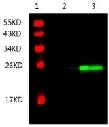 TIMP3 Antibody - Immunodetection Analysis: Representative blot from a previous lot. Lane 1, protein marker; Lane 2, protein BSA; Lane 3, recombinant protein TIMP1. The membrane blot was probed with anti-Timp1 primary antibody (1.5?g/ml). Proteins were visualized using a Donkey anti-mouse secondary antibody conjugated to IRDye 800CW detection system.