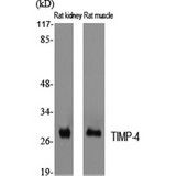 TIMP4 Antibody - Western blot of TIMP-4 antibody