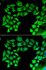 TIMP4 Antibody - Immunofluorescence analysis of U2OS cells.