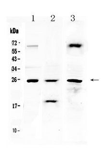 TIMP4 Antibody - Western blot - Anti-TIMP4 Picoband Antibody