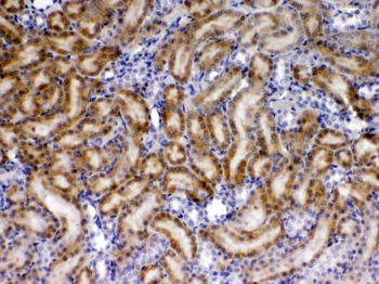 TIMP4 Antibody - IHC testing of FFPE rat kidney tissue with TIMP4 antibody at 1ug/ml. Required HIER: steam section in pH6 citrate buffer for 20 min and allow to cool prior to testing.