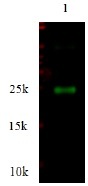 TIMP4 Antibody - Immunodetection Analysis: Representative blot from a previous lot. Lane 1, recombinant protein TIMP4.The membrane blot was probed with anti-TIMP4 primary antibody (0.2 µg/ml). Proteins were visualized using a Donkey anti-rabbit secondary antibody conjugated to IRDye 800CW detection system. Arrows indicate recombinant protein TIMP4 from E.coli cell (26kDa).