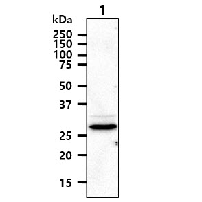 TIP30 / HTATIP2 Antibody - The cell lysate (40ug) were resolved by SDS-PAGE, transferred to PVDF membrane and probed with anti-human HTATIP2 antibody (1:1000). Proteins were visualized using a goat anti-mouse secondary antibody conjugated to HRP and an ECL detection system. Lane 1 : HeLa cell lysate