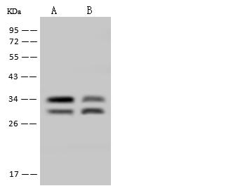 TIP30 / HTATIP2 Antibody - Anti-HTATIP2 rabbit polyclonal antibody at 1:500 dilution. Lane A: A549 Whole Cell Lysate. Lane B: SW480 Whole Cell Lysate. Lysates/proteins at 30 ug per lane. Secondary: Goat Anti-Rabbit IgG (H+L)/HRP at 1/10000 dilution. Developed using the ECL technique. Performed under reducing conditions. Predicted band size: 27 kDa.