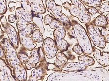 TIP30 / HTATIP2 Antibody - Immunochemical staining of human HTATIP2 in human placenta with rabbit polyclonal antibody at 1:100 dilution, formalin-fixed paraffin embedded sections.