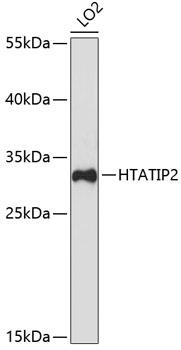 TIP30 / HTATIP2 Antibody - Western blot analysis of extracts of LO2 cells using HTATIP2 Polyclonal Antibody at dilution of 1:3000.