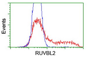 TIP48 / RUVBL2 Antibody - HEK293T cells transfected with either overexpress plasmid (Red) or empty vector control plasmid (Blue) were immunostained by anti-RUVBL2 antibody, and then analyzed by flow cytometry.