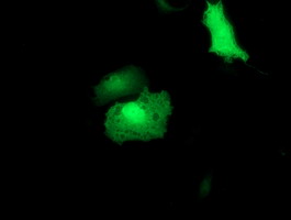 TIP48 / RUVBL2 Antibody - Anti-RUVBL2 mouse monoclonal antibody immunofluorescent staining of COS7 cells transiently transfected by pCMV6-ENTRY RUVBL2.