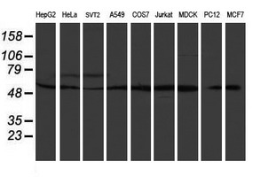 TIP48 / RUVBL2 Antibody - Western blot of extracts (35ug) from 9 different cell lines by using anti-RUVBL2 monoclonal antibody (HepG2: human; HeLa: human; SVT2: mouse; A549: human; COS7: monkey; Jurkat: human; MDCK: canine; PC12: rat; MCF7: human).