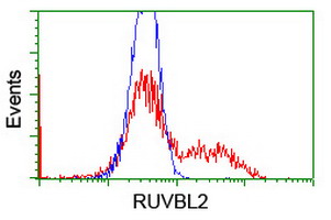 TIP48 / RUVBL2 Antibody - HEK293T cells transfected with either overexpress plasmid (Red) or empty vector control plasmid (Blue) were immunostained by anti-RUVBL2 antibody, and then analyzed by flow cytometry.