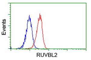 TIP48 / RUVBL2 Antibody - Flow cytometry of Jurkat cells, using anti-RUVBL2 antibody (Red), compared to a nonspecific negative control antibody (Blue).