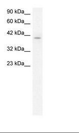 TIP48 / RUVBL2 Antibody - Daudi Cell Lysate.  This image was taken for the unconjugated form of this product. Other forms have not been tested.