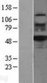 TIP48 / RUVBL2 Protein - Western validation with an anti-DDK antibody * L: Control HEK293 lysate R: Over-expression lysate