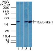 TIP49 / RUVBL1 Antibody - Western Blot: RUVBL1 Antibody - analysis of Rvb1 in human testis lysate in the 1) absence and 2) presence of immunizing peptide, 3) mouse testis and 4) rat testis lysate using this antibody. I goat anti-rabbit Ig HRP secondary antibody and PicoTect ECL substrate solution were used for this test.