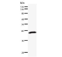 TIP49 / RUVBL1 Antibody - Western blot analysis of immunized recombinant protein, using anti-RUVBL1 monoclonal antibody.