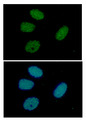 TIP49 / RUVBL1 Antibody - ICC/IF analysis of RuVBL in HeLa cells line, stained with DAPI (Blue) for nucleus staining and monoclonal anti-human RuVBL antibody (1:100) with goat anti-mouse IgG-Alexa fluor 488 conjugate (Green).