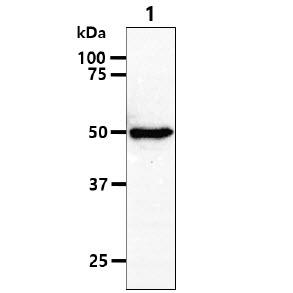 TIP49 / RUVBL1 Antibody - The cell lysate (40ug) were resolved by SDS-PAGE, transferred to PVDF membrane and probed with anti-human RuVBL1 antibody (1:1000). Proteins were visualized using a goat anti-mouse secondary antibody conjugated to HRP and an ECL detection system. Lane 1 : Raji cell lysate