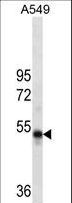 TIP49 / RUVBL1 Antibody - RUVBL1 Antibody western blot of A549 cell line lysates (35 ug/lane). The RUVBL1 antibody detected the RUVBL1 protein (arrow).