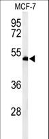 TIP49 / RUVBL1 Antibody - Western blot of RUVBL1 Antibody in MCF-7 cell line lysates (35 ug/lane). RUVBL1 (arrow) was detected using the purified antibody.