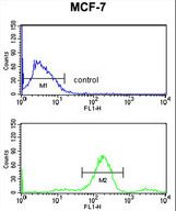 TIP49 / RUVBL1 Antibody - RUVBL1 Antibody flow cytometry of MCF-7 cells (bottom histogram) compared to a negative control cell (top histogram). FITC-conjugated goat-anti-rabbit secondary antibodies were used for the analysis.