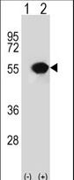 TIP49 / RUVBL1 Antibody - Western blot of RUVBL1 (arrow) using rabbit polyclonal RUVBL1 Antibody. 293 cell lysates (2 ug/lane) either nontransfected (Lane 1) or transiently transfected (Lane 2) with the RUVBL1 gene.