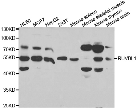 TIP49 / RUVBL1 Antibody - Western blot analysis of extracts of various cell lines.