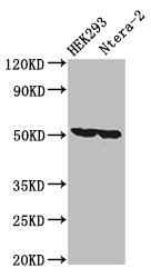 TIP49 / RUVBL1 Antibody - Western Blot Positive WB detected in: HEK293 whole cell lysate, Ntera-2 whole cell lysate All lanes: RUVBL1 antibody at 3.2µg/ml Secondary Goat polyclonal to rabbit IgG at 1/50000 dilution Predicted band size: 51, 43 kDa Observed band size: 51 kDa