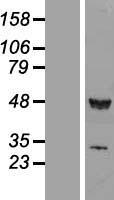 TIP49 / RUVBL1 Protein - Western validation with an anti-DDK antibody * L: Control HEK293 lysate R: Over-expression lysate