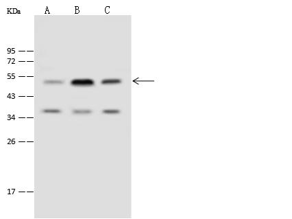 TIPIN Antibody - Anti-TIPIN rabbit polyclonal antibody at 1:500 dilution. Lane A: HCT116 Whole Cell Lysate. Lane B: Jurkat Whole Cell Lysate. Lane C: Hela Whole Cell Lysate. Lysates/proteins at 30 ug per lane. Secondary: Goat Anti-Rabbit IgG (H+L)/HRP at 1/10000 dilution. Developed using the ECL technique. Performed under reducing conditions. Predicted band size: 35 kDa. Observed band size: 50 kDa.