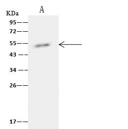 TIPIN Antibody - TIPIN was immunoprecipitated using: Lane A: 0.5 mg Hela Whole Cell Lysate. 4 uL anti-TIPIN rabbit polyclonal antibody and 60 ug of Immunomagnetic beads Protein A/G. Primary antibody: Anti-TIPIN rabbit polyclonal antibody, at 1:100 dilution. Secondary antibody: Clean-Blot IP Detection Reagent (HRP) at 1:1000 dilution. Developed using the ECL technique. Performed under reducing conditions. Predicted band size: 35 kDa. Observed band size: 53 kDa.