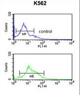 TJP1 / ZO-1 Antibody - ZO1 Antibody flow cytometry of K562 cells (bottom histogram) compared to a negative control cell (top histogram). FITC-conjugated goat-anti-rabbit secondary antibodies were used for the analysis.