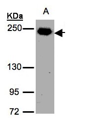 TJP1 / ZO-1 Antibody - Sample (30 ug whole cell lysate). A: H1299. 5% SDS PAGE. ZO-1 antibody diluted at 1:1000