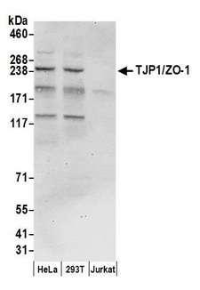 TJP1 / ZO-1 Antibody - Detection of human TJP1/ZO-1 by western blot. Samples: Whole cell lysate (50 µg) from HeLa, HEK293T, and Jurkat cells prepared using NETN lysis buffer. Antibody: Affinity purified rabbit anti-TJP1/ZO-1 antibody used for WB at 0.1 µg/ml. Detection: Chemiluminescence with an exposure time of 30 seconds.