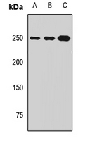 TJP1 / ZO-1 Antibody