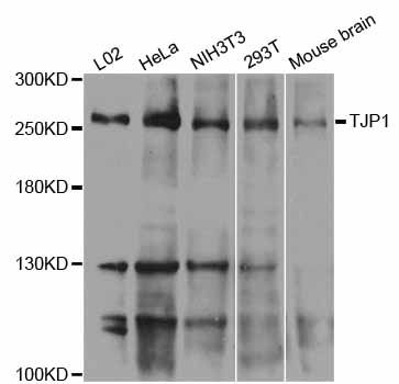 TJP1 / ZO-1 Antibody - Western blot analysis of extracts of various cell lines, using TJP1 antibody at 1:1000 dilution. The secondary antibody used was an HRP Goat Anti-Rabbit IgG (H+L) at 1:10000 dilution. Lysates were loaded 25ug per lane and 3% nonfat dry milk in TBST was used for blocking. An ECL Kit was used for detection and the exposure time was 15s.