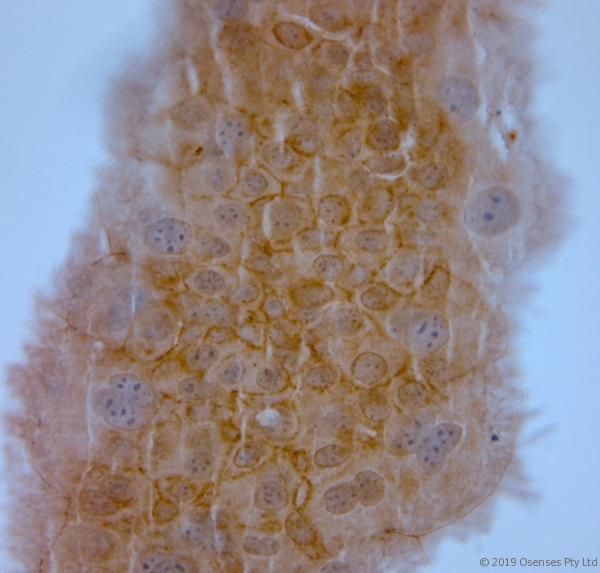 TJP1 / ZO-1 Antibody - IHC-P on paraffin sections of mouse bladder. The animal was perfused using Autoperfuser at a pressure of 130 mmHg with 300 ml 4% FA being processed for paraffin embedding. HIER: Tris-EDTA, pH 9 for 20 min using Thermo PT Module. Blocking: 0.2% LFDM in TBST filtered through 0.2 µm. Detection was done using Novolink HRP polymer from Leica following manufacturers instructions; DAB chromogen: Candela DAB chromogen. Primary antibody: dilution 1:2000, incubated 30 min at RT using Autostainer. Sections were counterstained with Harris Hematoxylin.