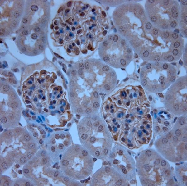 TJP1 / ZO-1 Antibody - IHC-P on paraffin sections of mouse kidney. The animal was perfused using Autoperfuser at a pressure of 130 mmHg with 300 ml 4% FA being processed for paraffin embedding. HIER: Tris-EDTA, pH 9 for 20 min using Thermo PT Module. Blocking: 0.2% LFDM in TBST filtered through 0.2 µm. Detection was done using Novolink HRP polymer from Leica following manufacturers instructions; DAB chromogen: Candela DAB chromogen. Primary antibody: dilution 1:2000, incubated 30 min at RT using Autostainer. Sections were counterstained with Harris Hematoxylin.
