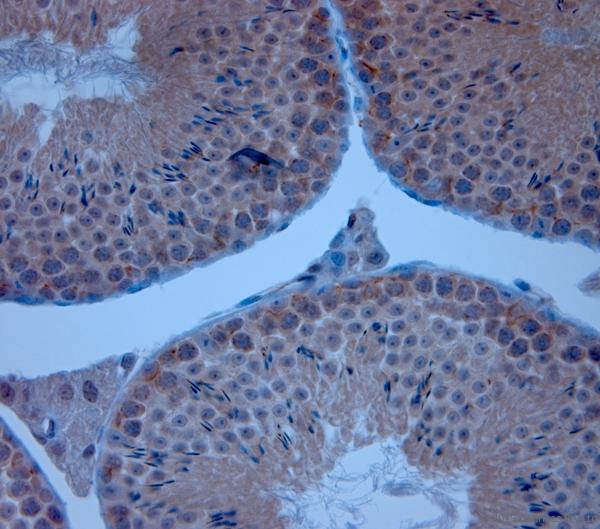 TJP1 / ZO-1 Antibody - IHC-P on paraffin sections of mouse testis. The animal was perfused using Autoperfuser at a pressure of 130 mmHg with 300 ml 4% FA being processed for paraffin embedding. HIER: Tris-EDTA, pH 9 for 20 min using Thermo PT Module. Blocking: 0.2% LFDM in TBST filtered through 0.2 µm. Detection was done using Novolink HRP polymer from Leica following manufacturers instructions; DAB chromogen: Candela DAB chromogen. Primary antibody: dilution 1:2000, incubated 30 min at RT using Autostainer. Sections were counterstained with Harris Hematoxylin.