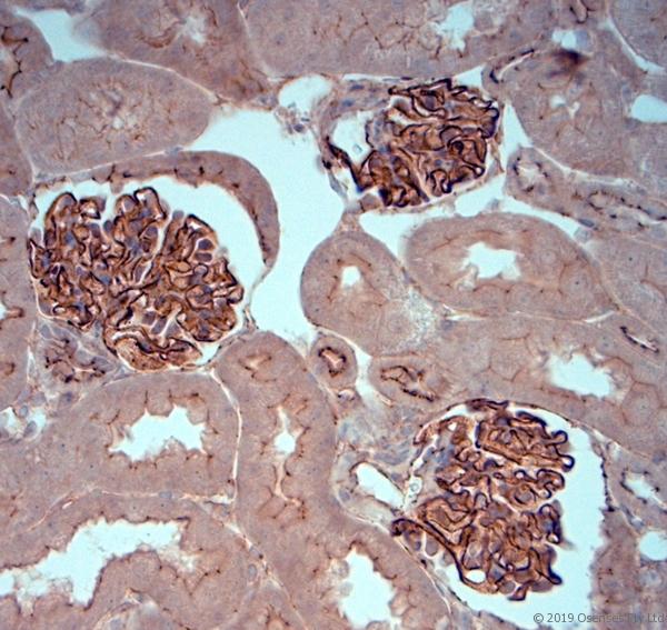 TJP1 / ZO-1 Antibody - IHC-P on paraffin sections of mouse kidney. The animal was perfused using Autoperfuser at a pressure of 130 mmHg with 300 ml 4% FA before being processed for paraffin embedding. HIER: Tris-EDTA, pH 9 for 20 min using Thermo PT Module. Blocking: 0.2% LFDM in TBST filtered through 0.2 µm. Detection was done using Novolink HRP polymer from Leica following manufacturers instructions; DAB chromogen: Candela DAB chromogen. Primary antibody: dilution 1:500, incubated 30 min at RT using Autostainer. Sections were counterstained with Harris Hematoxylin.