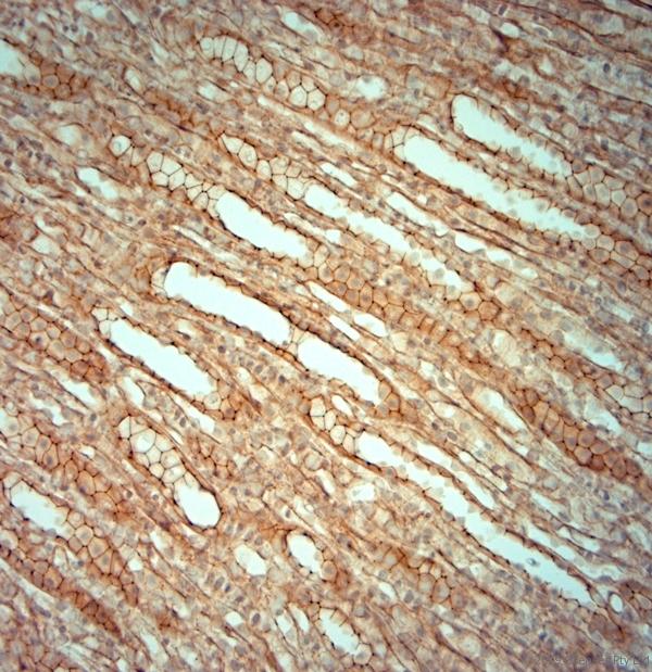 TJP1 / ZO-1 Antibody - IHC-P on paraffin sections of rat kidney. The animal was perfused using Autoperfuser at a pressure of 130 mmHg with 300 ml 4% FA before being processed for paraffin embedding. HIER: Tris-EDTA, pH 9 for 20 min using Thermo PT Module. Blocking: 0.2% LFDM in TBST filtered through 0.2 µm. Detection was done using Novolink HRP polymer from Leica following manufacturers instructions; DAB chromogen: Candela DAB chromogen. Primary antibody: dilution 1:500, incubated 30 min at RT using Autostainer. Sections were counterstained with Harris Hematoxylin.