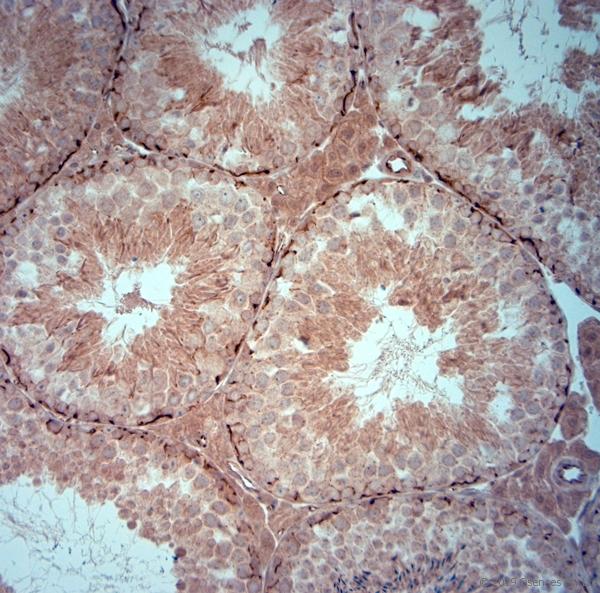 TJP1 / ZO-1 Antibody - IHC-P on paraffin sections of rat testis. The animal was perfused using Autoperfuser at a pressure of 130 mmHg with 300 ml 4% FA before being processed for paraffin embedding. HIER: Tris-EDTA, pH 9 for 20 min using Thermo PT Module. Blocking: 0.2% LFDM in TBST filtered through 0.2 µm. Detection was done using Novolink HRP polymer from Leica following manufacturers instructions; DAB chromogen: Candela DAB chromogen. Primary antibody: dilution 1:500, incubated 30 min at RT using Autostainer. Sections were counterstained with Harris Hematoxylin.
